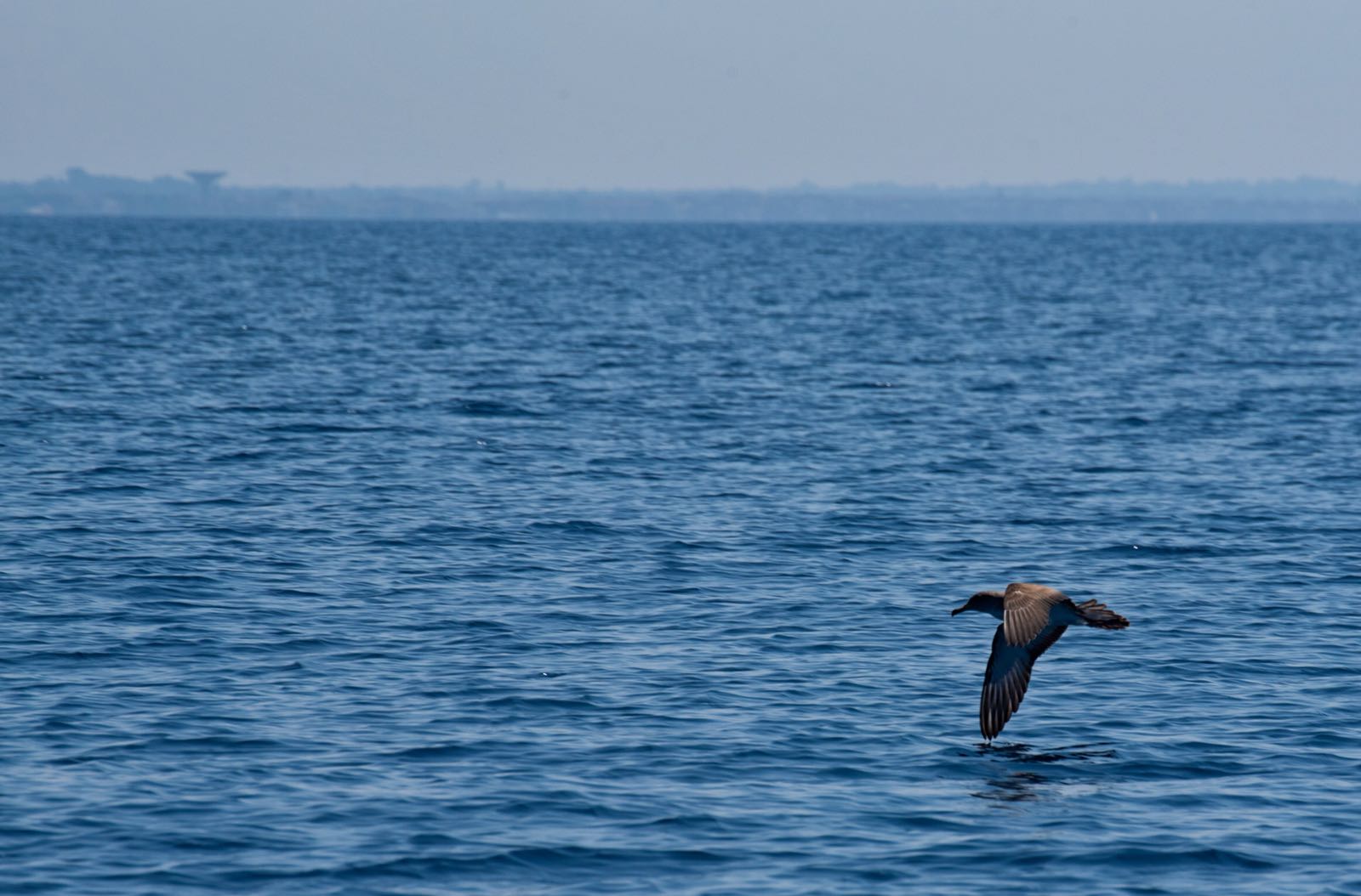 La berta maggiore, una specie simbolo del nostro mare